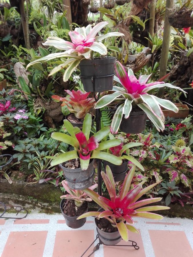 Mi Jardin Encantado Jardín Exterior foto